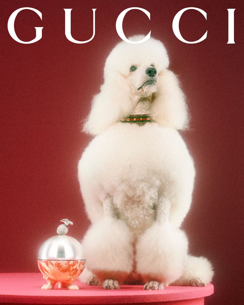 Gucci Pet Collection Dogs Cats Collars Leashes Harnesses Accessories Campaign Release Price Info