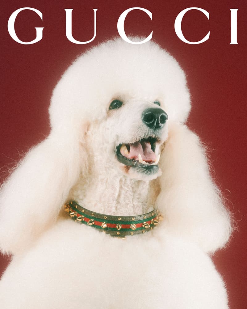 Gucci Pet Collection Dogs Cats Collars Leashes Harnesses Accessories Campaign Release Price Info