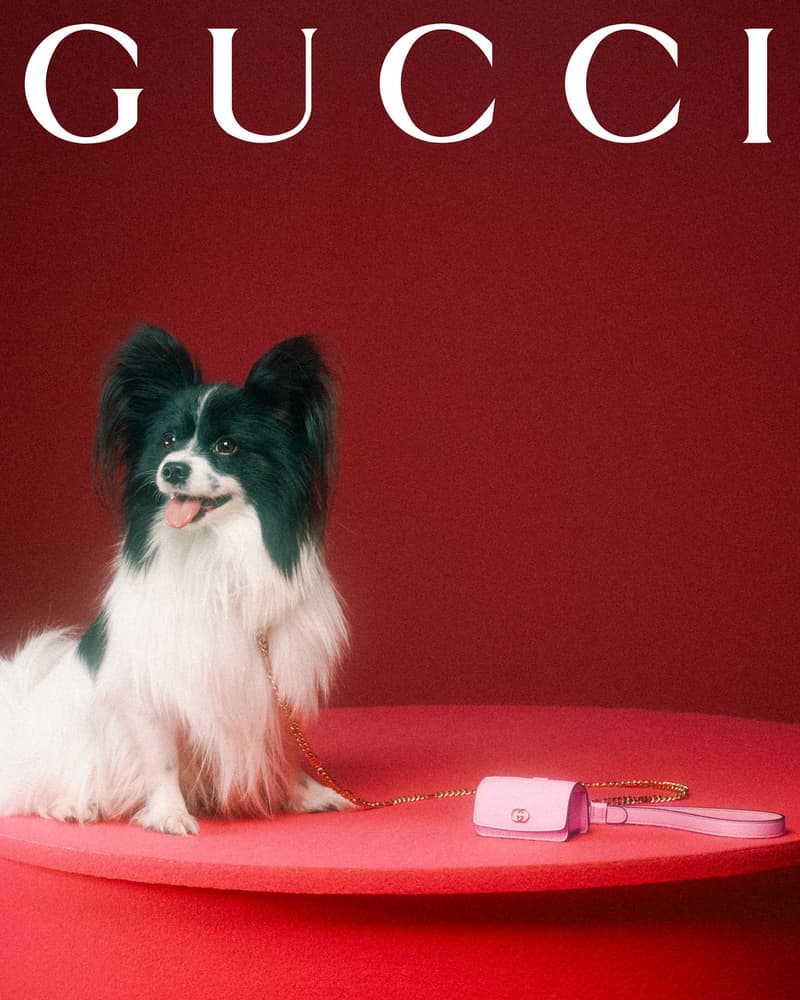 Gucci Pet Collection Dogs Cats Collars Leashes Harnesses Accessories Campaign Release Price Info