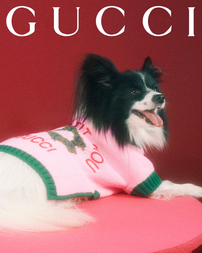 Gucci Pet Collection Dogs Cats Collars Leashes Harnesses Accessories Campaign Release Price Info