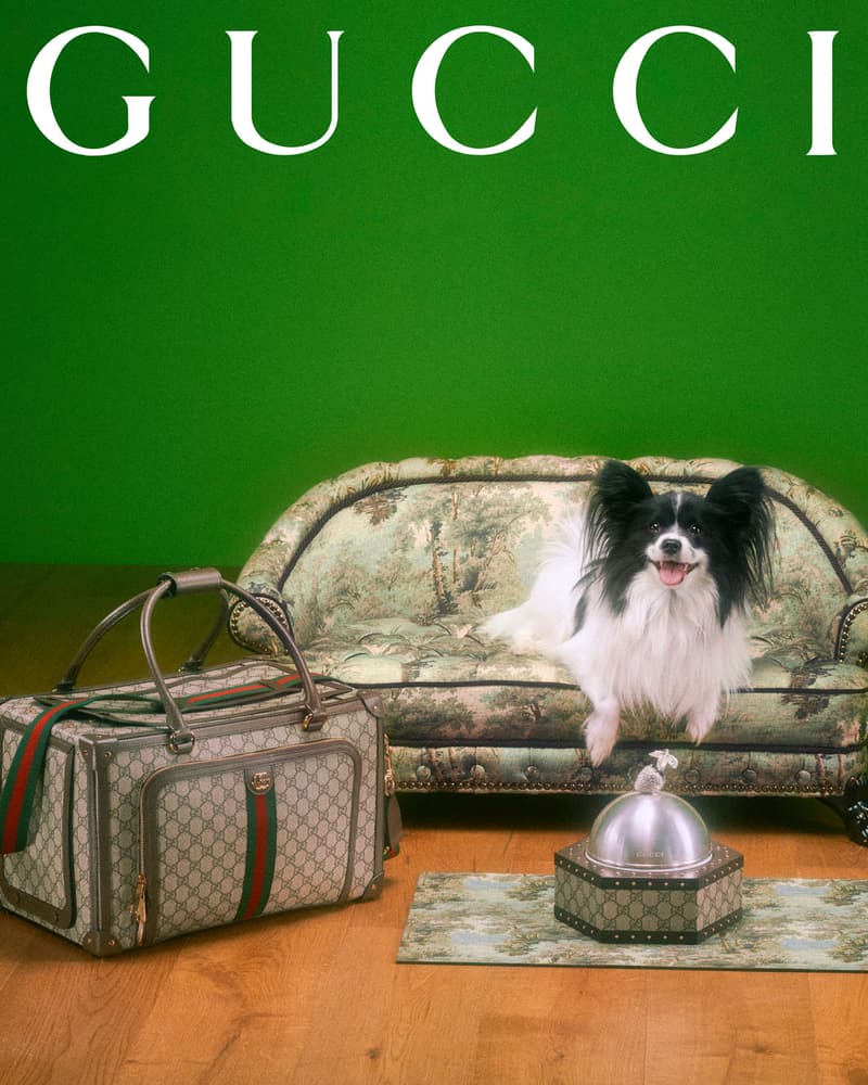 Gucci Pet Collection Dogs Cats Collars Leashes Harnesses Accessories Campaign Release Price Info