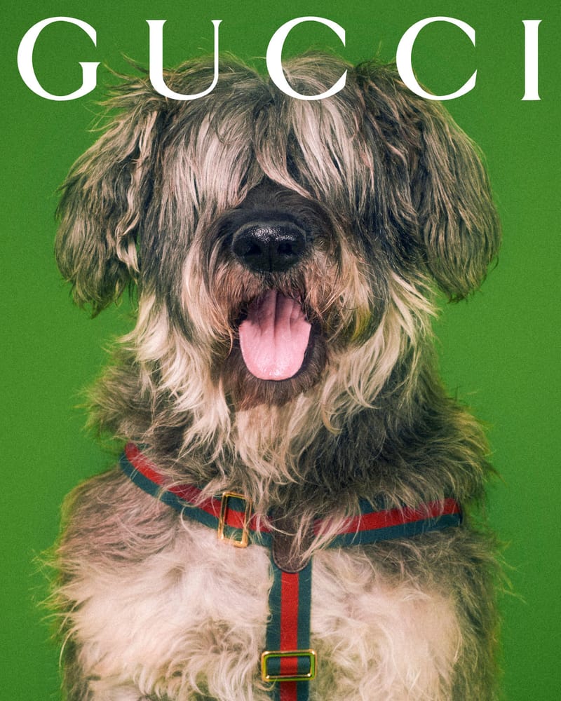 gucci link dog collar