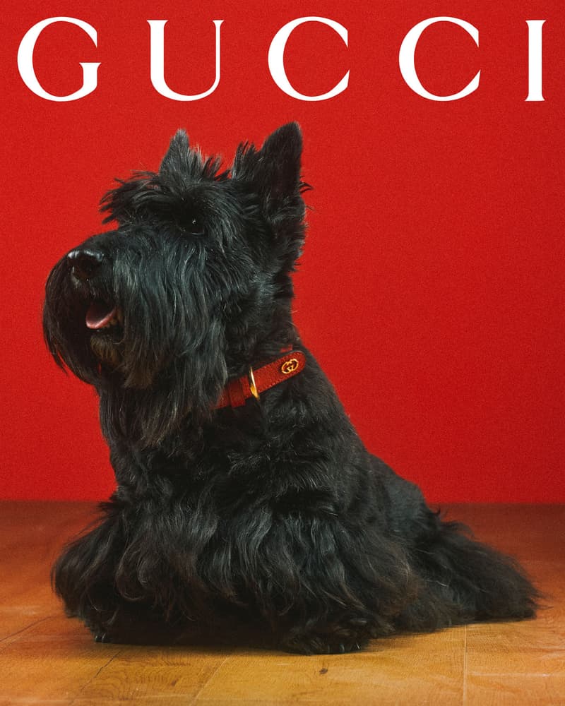 Gucci Pet Collection Dogs Cats Collars Leashes Harnesses Accessories Campaign Release Price Info