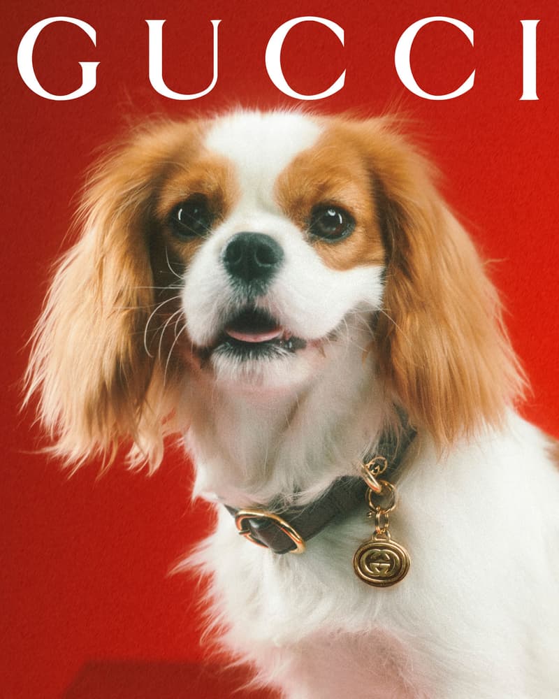 Gucci Pet Collection Dogs Cats Collars Leashes Harnesses Accessories Campaign Release Price Info