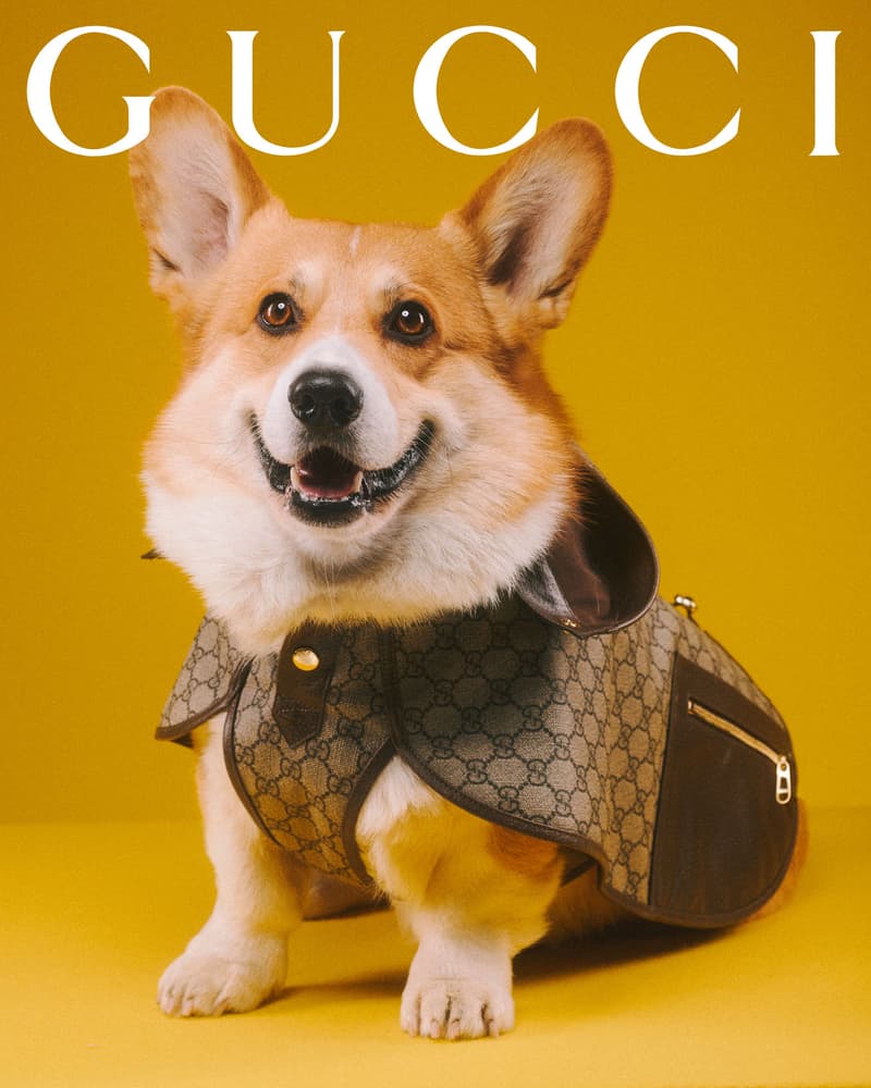 Gucci Pet Collection Dogs Cats Collars Leashes Harnesses Accessories Campaign Release Price Info