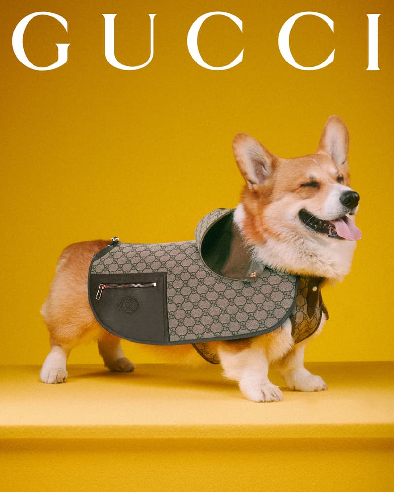 Gucci Pet Collection Dogs Cats Collars Leashes Harnesses Accessories Campaign Release Price Info