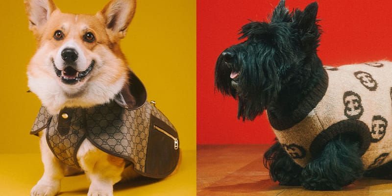 gucci dog collection