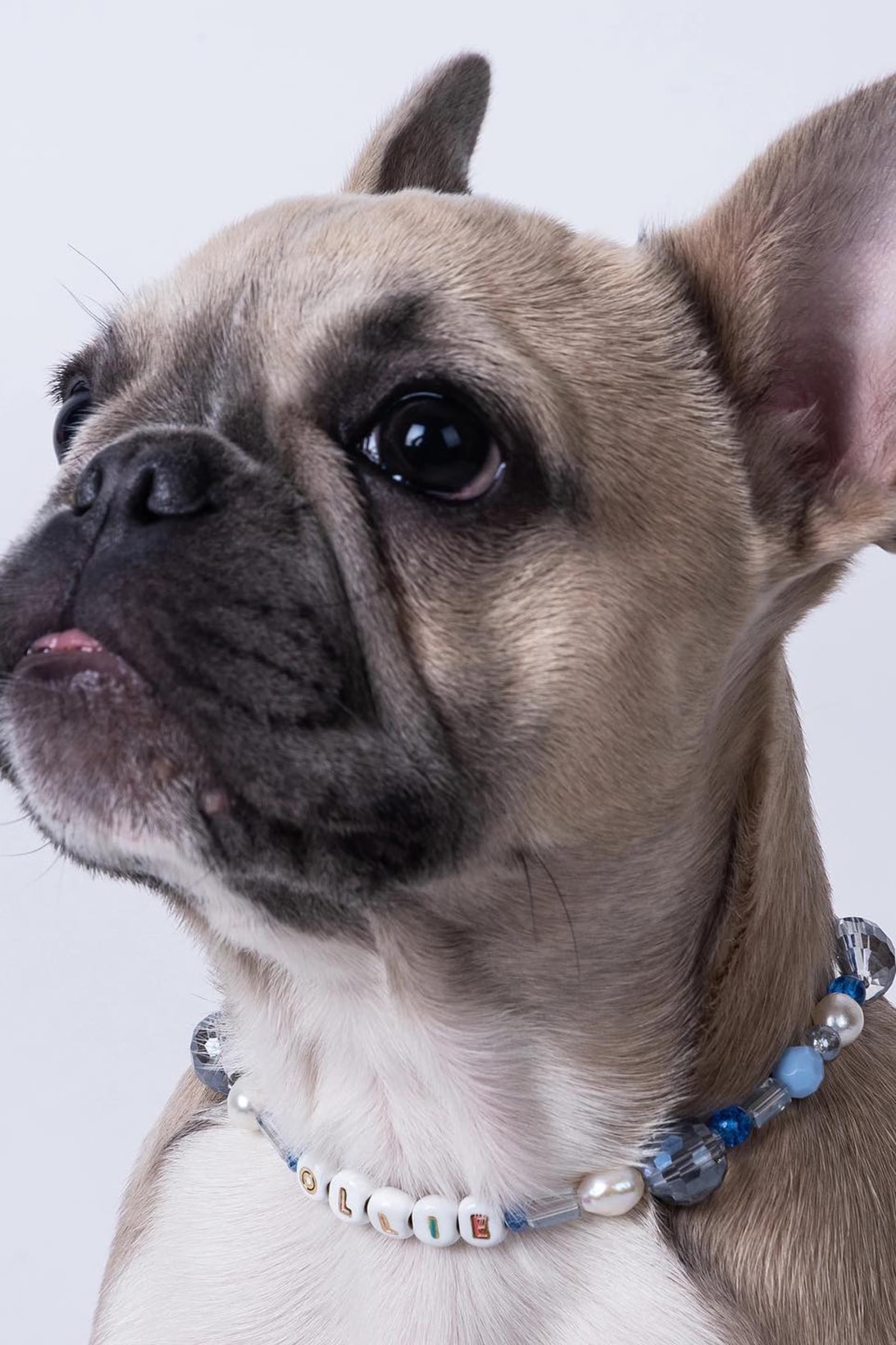 laēlap New York Dog Accessories Brand Pets Necklace Jewelry 