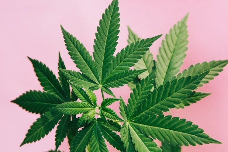 US President Biden To Pardon All Prior Federal Offenses of Simple Marijuana Possession