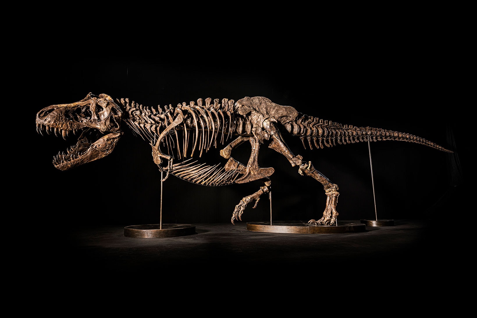 Christies Tyrannosaurus rex skeleton Shen Pulled From Auction Hong Kong Fake Info