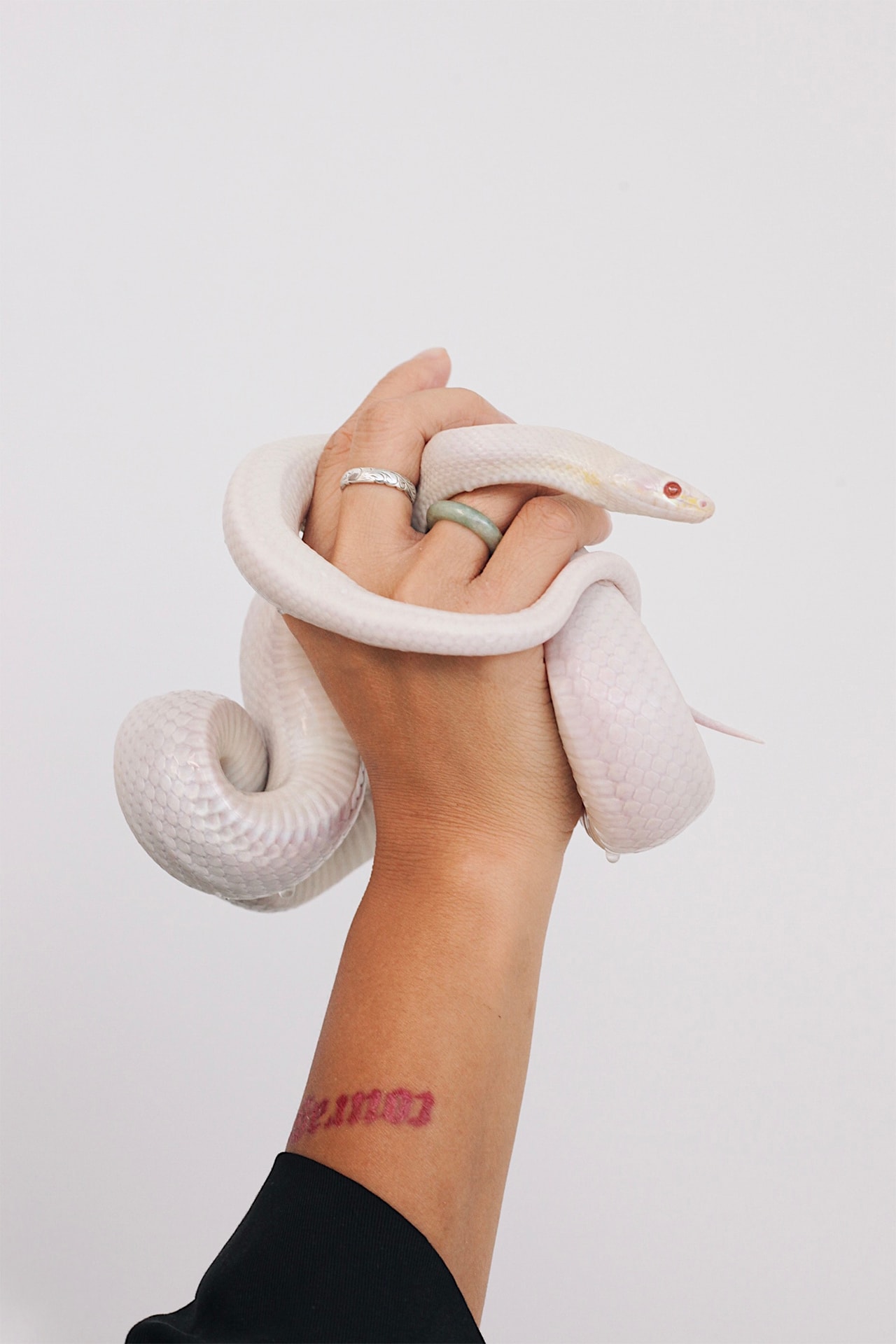 snake clitoris study science