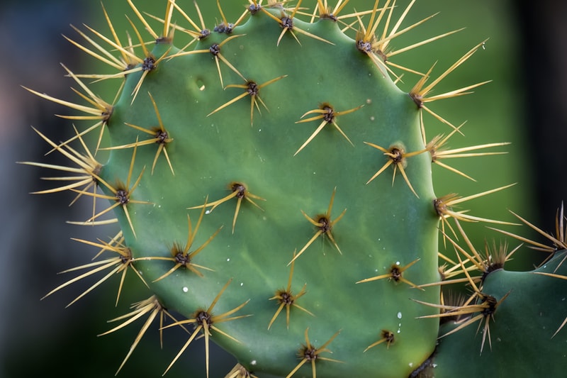 Cactus Based Skincare Boscia Peel Off Mask Cleanser Trend