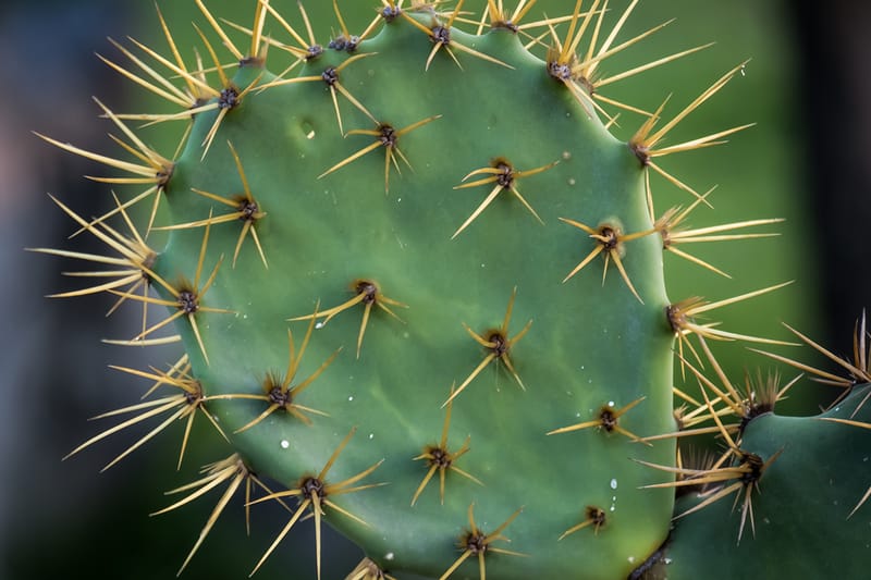 Cactus-Infused Skincare Is About To Be Everywhere for Spring 2023