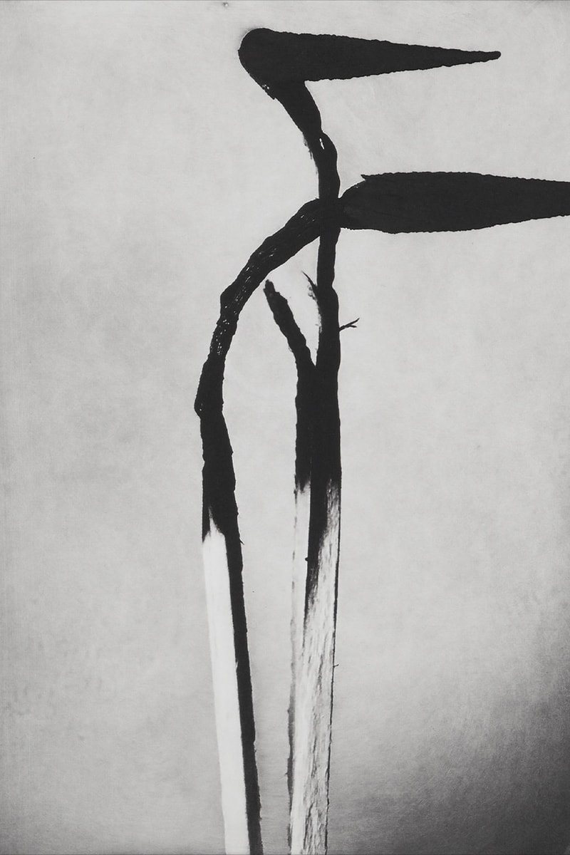 photographic etchings jack davison photo london cob gallery details