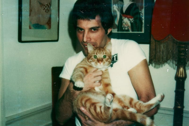 Sotheby's London Exhibits Rare Photos Capturing Freddie Mercury's Cat Obsession