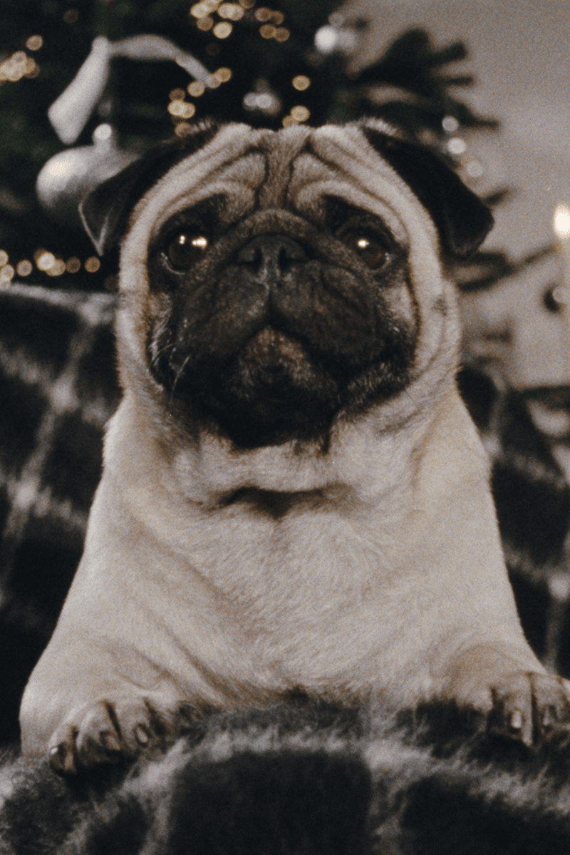 coperni holiday pug dog furry animal red leather boots