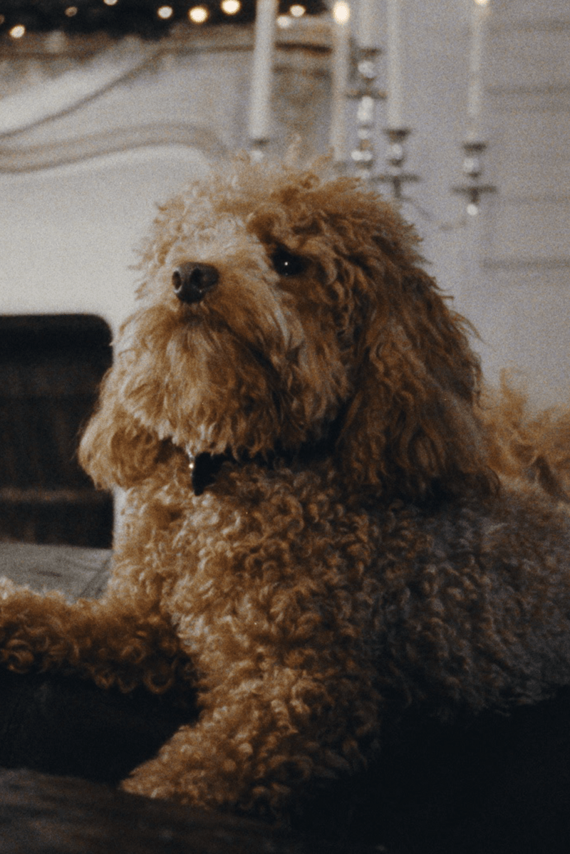 coperni holiday pug dog furry animal red leather boots