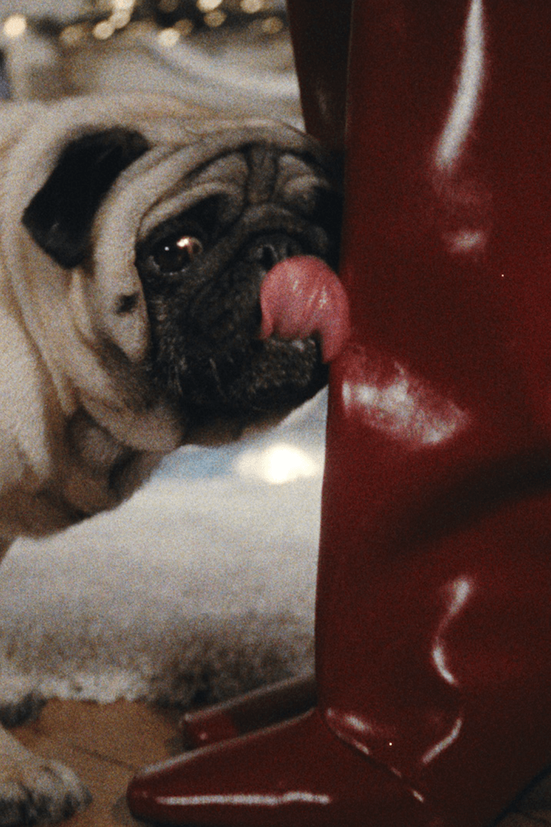 coperni holiday pug dog furry animal red leather boots