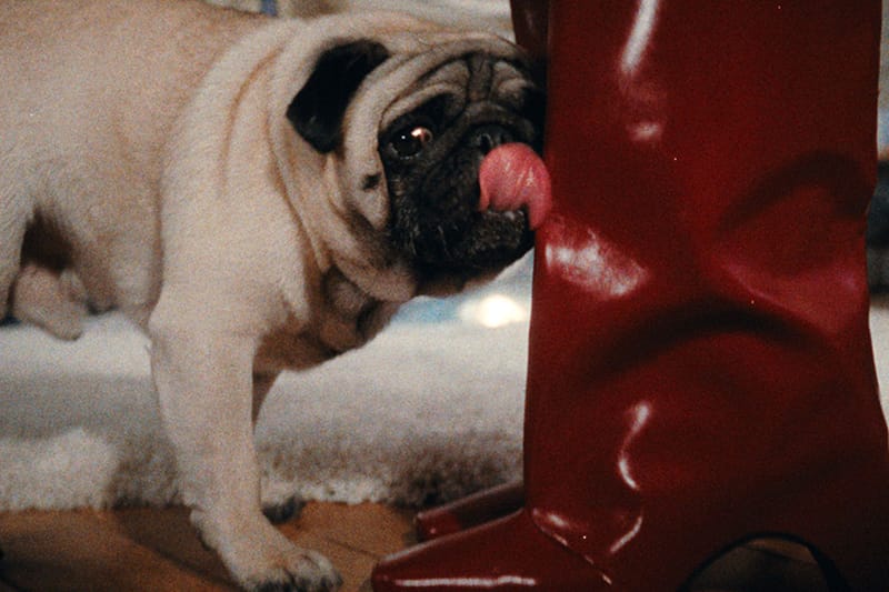 Coperni Gets Festive With Furry Friends