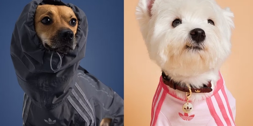 adidas Is Creating Streetwear for Pets Next - Hypebae