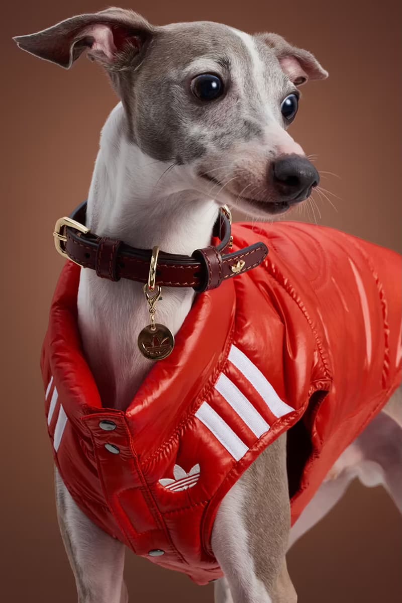 adidas, originals, pets, dog, fashion, campaigns