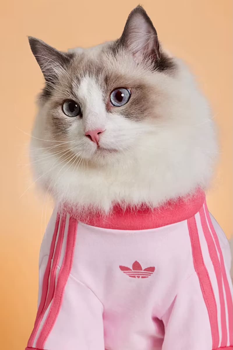 adidas, originals, pets, dog, fashion, campaigns