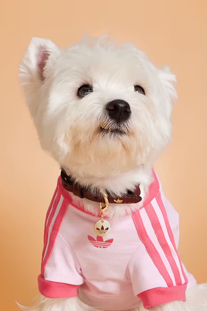 adidas, originals, pets, dog, fashion, campaigns