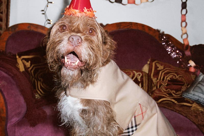 burberry, naomi campbell, dogs, rosie huntington whiteley, christmas tree, 