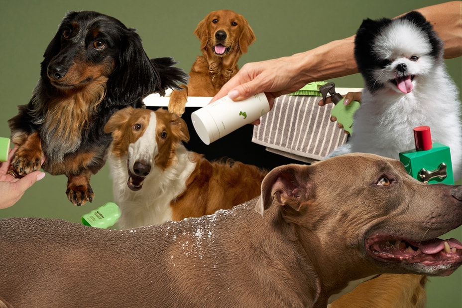 Does Your Dog Need a Beauty Routine?