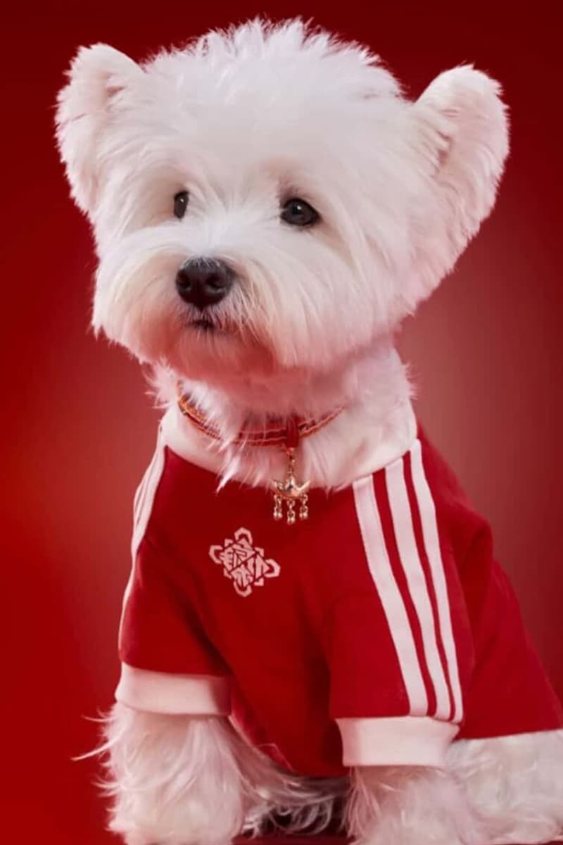 Adidas, Lunar New Year, Pets, Pet clothes, Lunar New Year Jackets, Pankou Jackets, Chinese New Year