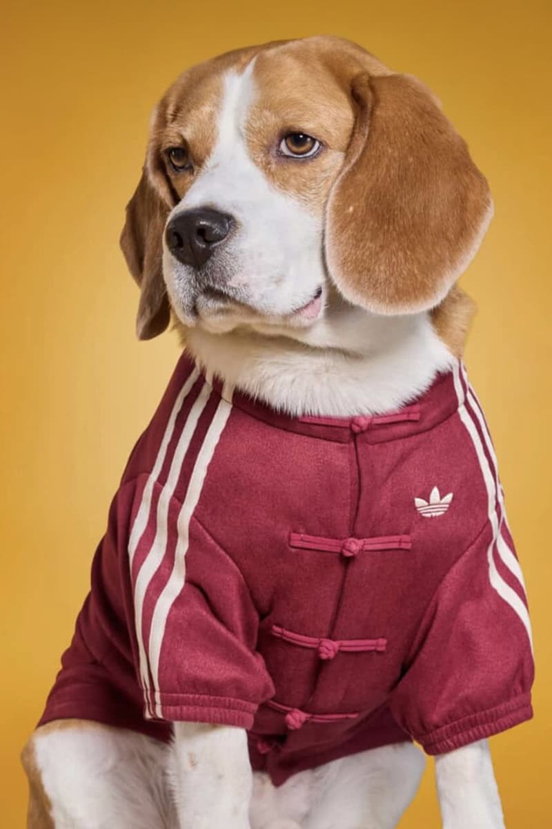 Adidas, Lunar New Year, Pets, Pet clothes, Lunar New Year Jackets, Pankou Jackets, Chinese New Year