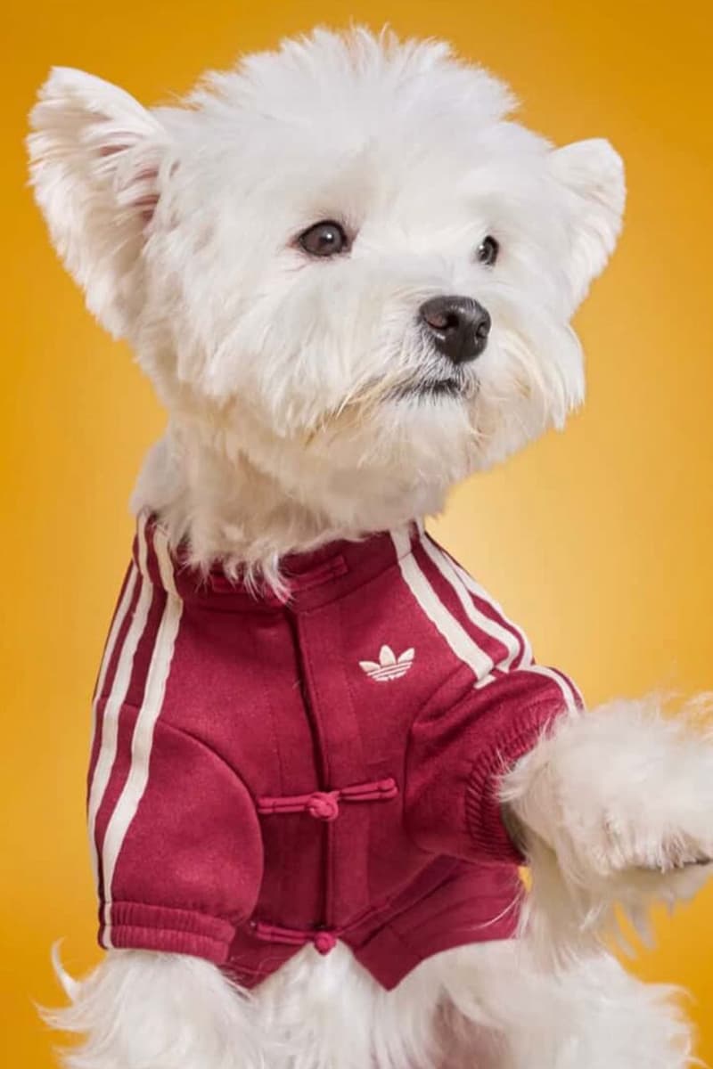 Adidas, Lunar New Year, Pets, Pet clothes, Lunar New Year Jackets, Pankou Jackets, Chinese New Year