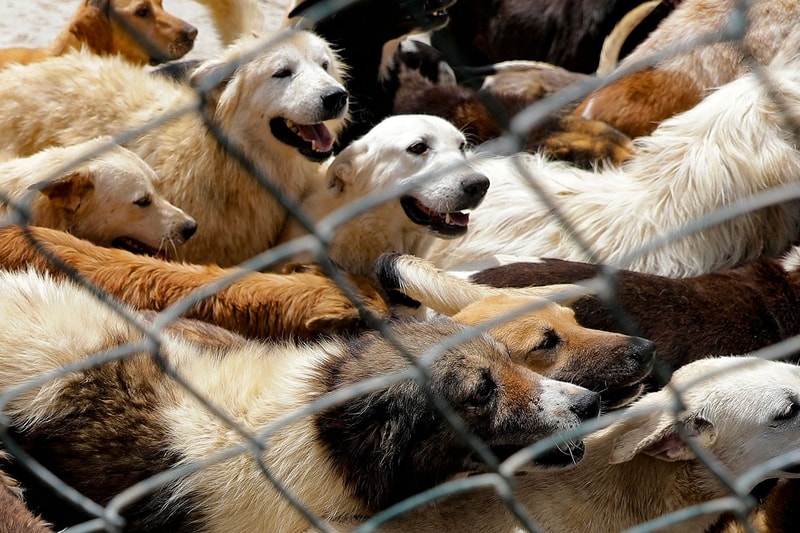 “Pandemic Pets" Ditinggalkan saat Karyawan Kembali Kerja di AS