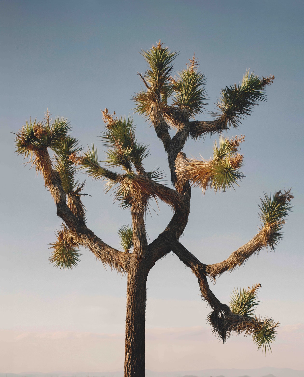 Through The Lens: Thomas Sito