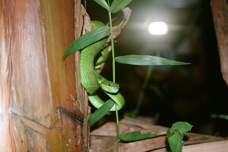 Snakes and Surf Breaks: Ngejar Cobra, Nemu Diri Sendiri