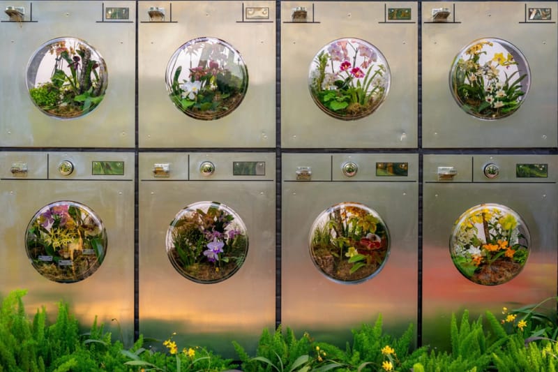 La mostra di orchidee di Mr. Flower Fantastic al NYBG celebra il lato grintoso di New York con una bellezza in piena fioritura