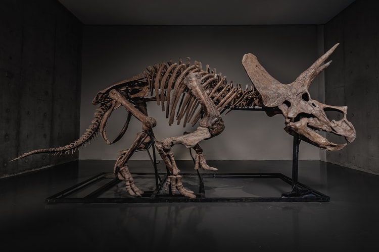 Scheletro di Triceratops “Trey” venduto a record: 5,5 milioni di dollari su JOOPITER