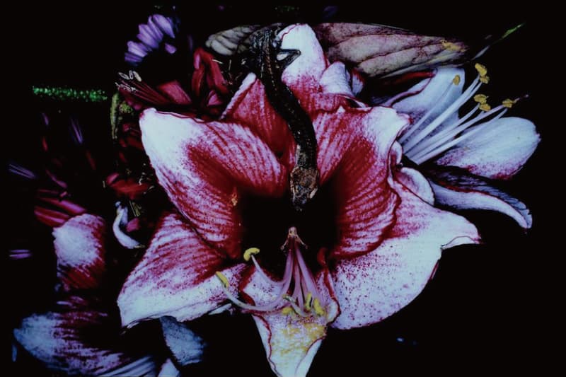 Tokyo Photo 2013 が9月27(金)より増上寺にて開催