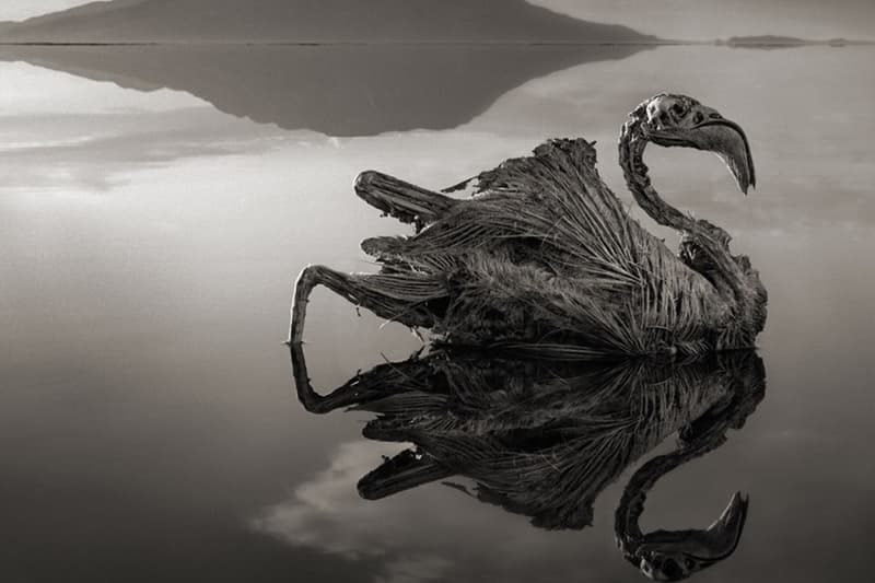 Nick Brandt による「石灰化された動物」の写真