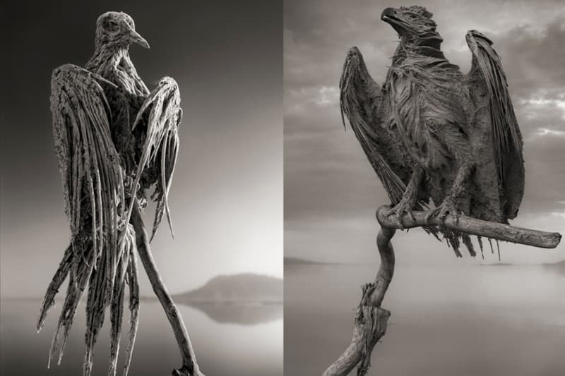 Nick Brandt による「石灰化された動物」の写真