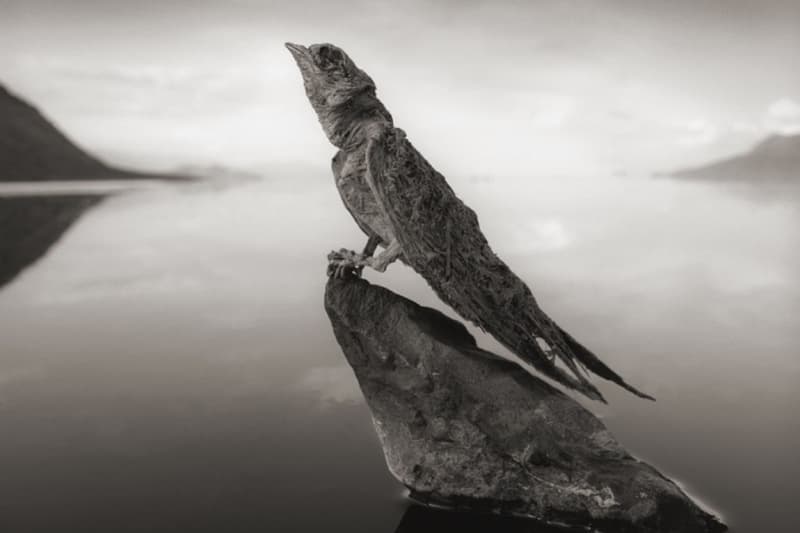 Nick Brandt による「石灰化された動物」の写真