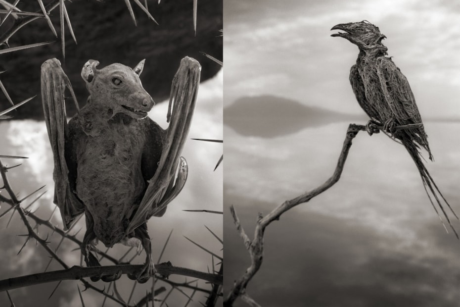 Nick Brandt による 石灰化された動物 の写真 Hypebeast Jp Nick Brandt による 石灰化された動物 の写真 Hypebeast Jp