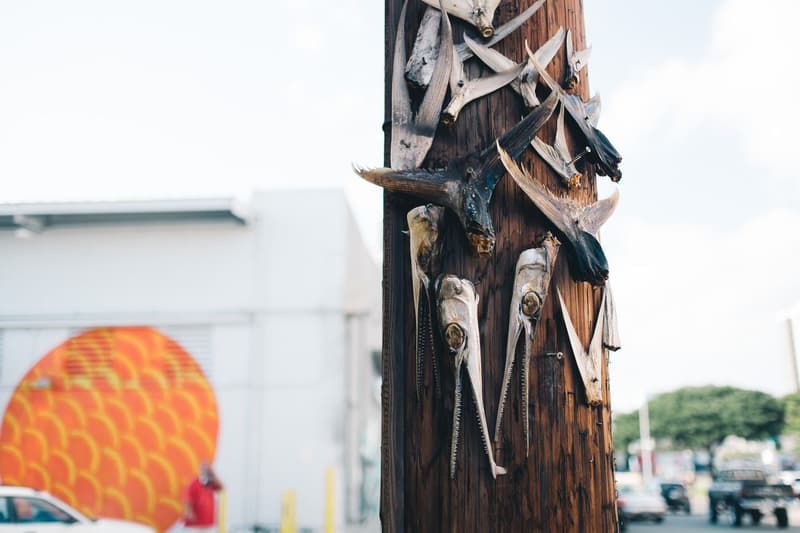 THROUGH THE LENS: POW WOW Hawai’i 2014