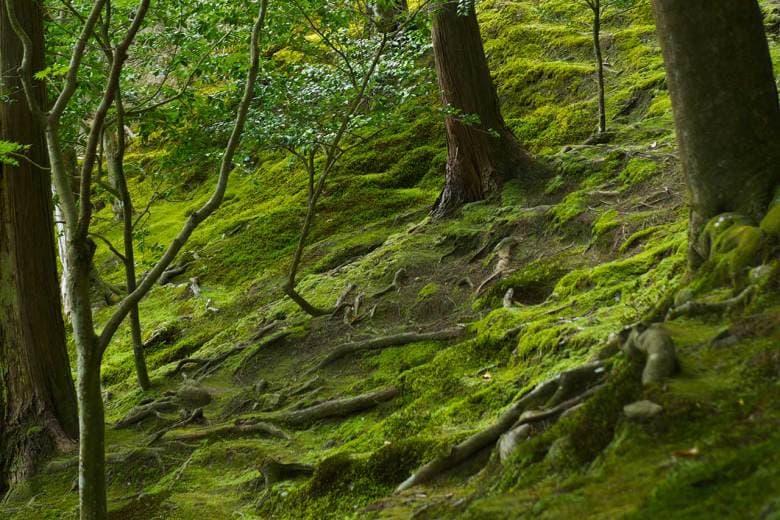 京都:「わびさび」 不完全なる美を求めて