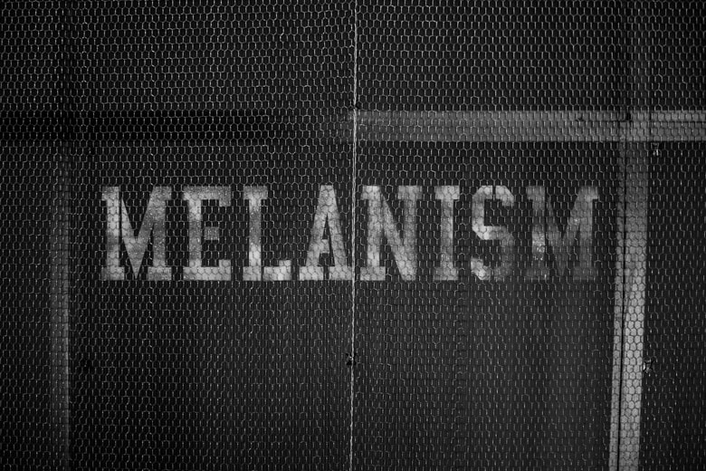 the POOL aoyama “MELANISM” 4月11日よりオープン