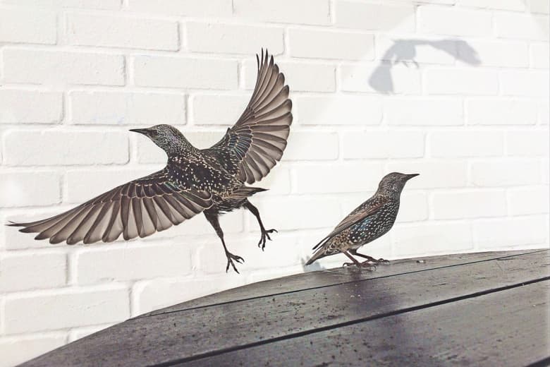 iPhone Photography Awards 2015 が発表