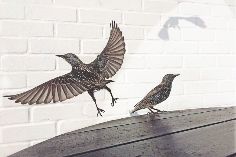 iPhone Photography Awards 2015 が発表