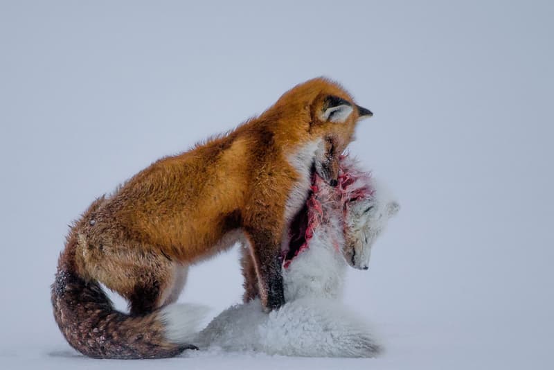 Wildlife Photographer of the Year 2015 のグランプリが発表