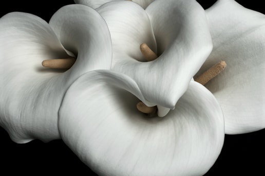 Mark Vassallo "FLOWERS" @ 530PARK