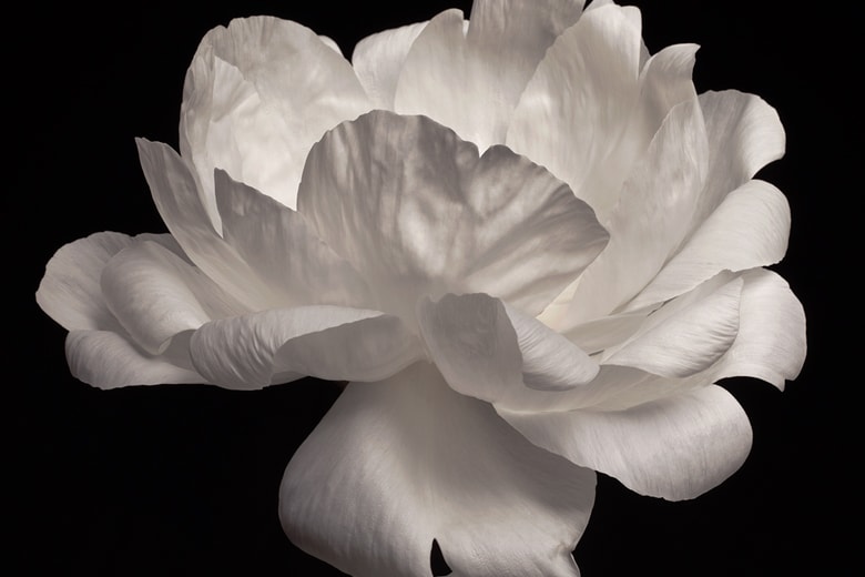 Mark Vassallo "FLOWERS" @ 530PARK